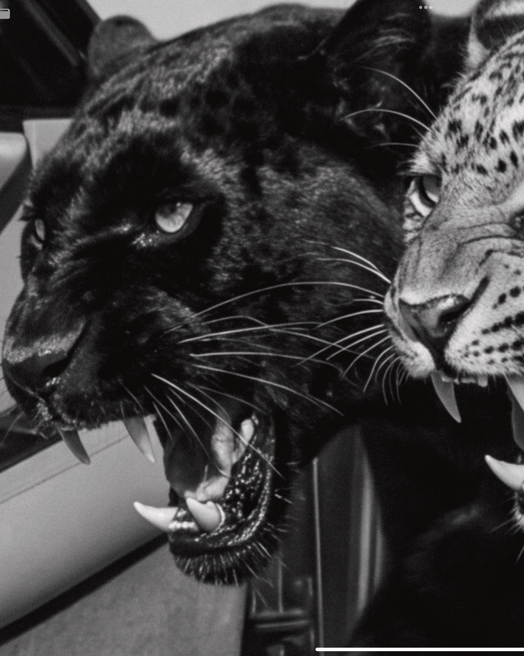 NO RISK NO RARRI